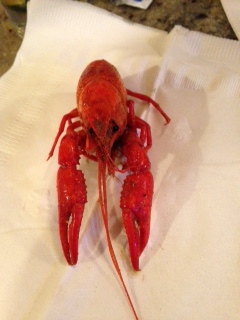crawfish