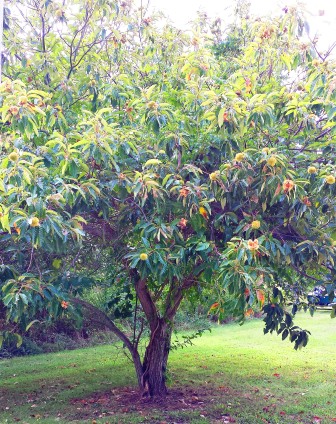chestnuttree